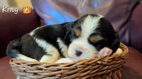 King, a male Cavalier King Charles Spaniel for sale in Paulden, AZ – 4 of 4