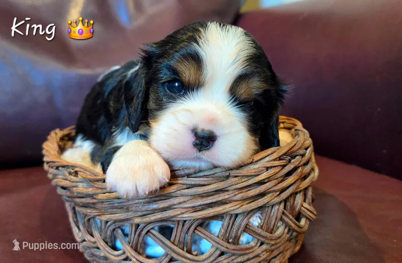 King – Cavalier King Charles Spaniel puppy for sale in Paulden, AZ