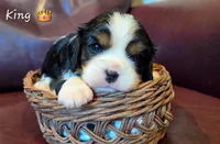 King, a male Cavalier King Charles Spaniel for sale in Paulden, AZ – 1 of 4