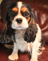 Leo, a male Cavalier King Charles Spaniel for sale in Paulden, AZ – 3 of 5