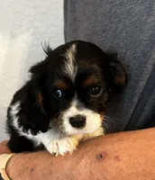 Ugo, a male Cavalier King Charles Spaniel for sale in Paulden, AZ – Photo 2 of 5