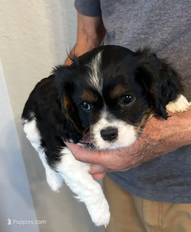 Ugo, a male Cavalier King Charles Spaniel for sale in Paulden, AZ – Photo 1 of 5