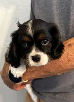 Ugo, a male Cavalier King Charles Spaniel for sale in Paulden, AZ – Photo 3 of 5