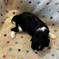 Ugo, a male Cavalier King Charles Spaniel for sale in Paulden, AZ – Photo 4 of 5