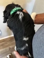 Ugo, a male Cavalier King Charles Spaniel for sale in Paulden, AZ – Photo 5 of 5