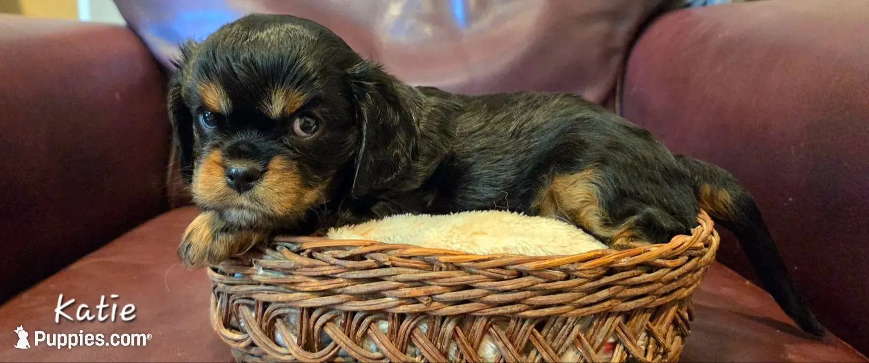 Katie, a female Cavalier King Charles Spaniel for sale in Paulden, AZ – 2 of 3
