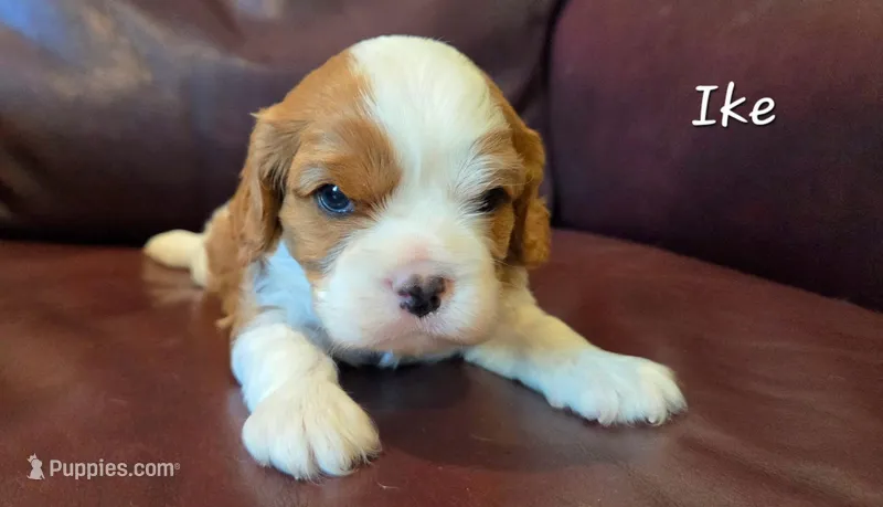 Ike – Cavalier King Charles Spaniel puppy for sale in Paulden, AZ