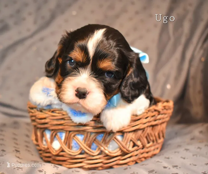 Sochi's litter, expected