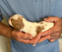 Ike, a female Cavalier King Charles Spaniel for sale in Paulden, AZ – Photo 2 of 3