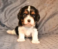 processed/4878abe4-dedf-4d9f-8f69-e0b8125621fc/listing/9fd279f4-844f-47c8-aacd-98415f32204f/fe4743e1-ca92-440a-a71f-b0c677f988a3