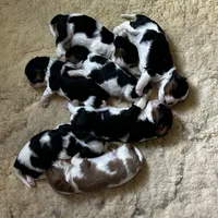 Jared, a female Cavalier King Charles Spaniel for sale in Paulden, AZ – Photo 10 of 10