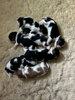 Shownee's litter, expected, a  Cavalier King Charles Spaniel for sale in Paulden, AZ – Photo 10 of 10