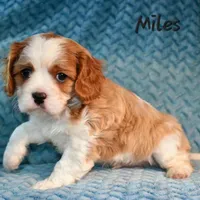 Jared, a female Cavalier King Charles Spaniel for sale in Paulden, AZ – Photo 1 of 10