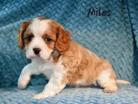 Shownee's litter, expected, a  Cavalier King Charles Spaniel for sale in Paulden, AZ – Photo 1 of 10