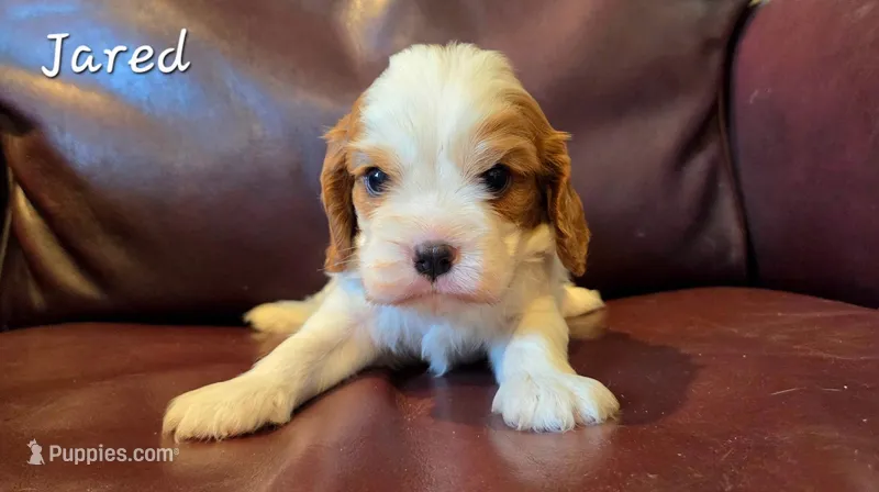 Jared – Cavalier King Charles Spaniel puppy for sale in Paulden, AZ