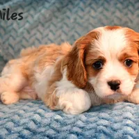 Jared, a female Cavalier King Charles Spaniel for sale in Paulden, AZ – Photo 2 of 10