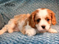 Shownee's litter, expected, a  Cavalier King Charles Spaniel for sale in Paulden, AZ – Photo 2 of 10