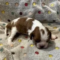 Jared, a female Cavalier King Charles Spaniel for sale in Paulden, AZ – Photo 9 of 10