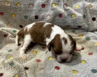 Shownee's litter, expected, a  Cavalier King Charles Spaniel for sale in Paulden, AZ – Photo 9 of 10