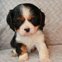 Jared, a female Cavalier King Charles Spaniel for sale in Paulden, AZ – Photo 7 of 10