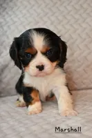 Shownee's litter, expected, a  Cavalier King Charles Spaniel for sale in Paulden, AZ – Photo 7 of 10