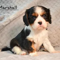 Jared, a female Cavalier King Charles Spaniel for sale in Paulden, AZ – Photo 8 of 10