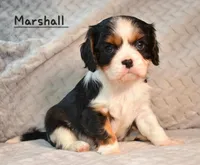 Shownee's litter, expected, a  Cavalier King Charles Spaniel for sale in Paulden, AZ – Photo 8 of 10