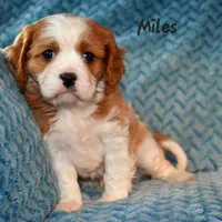 Jared, a female Cavalier King Charles Spaniel for sale in Paulden, AZ – Photo 4 of 10