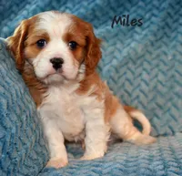Shownee's litter, expected, a  Cavalier King Charles Spaniel for sale in Paulden, AZ – Photo 4 of 10