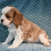 Jared, a female Cavalier King Charles Spaniel for sale in Paulden, AZ – Photo 3 of 10