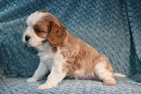 Shownee's litter, expected, a  Cavalier King Charles Spaniel for sale in Paulden, AZ – Photo 3 of 10
