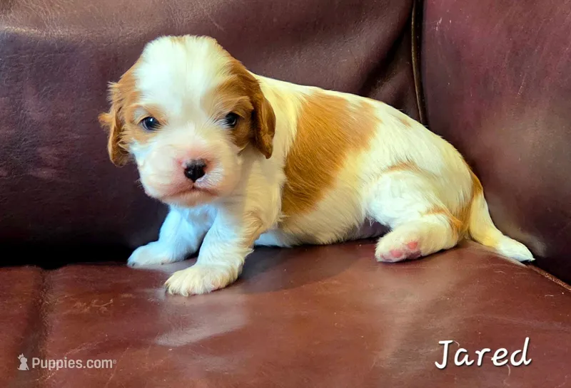 Jared – Cavalier King Charles Spaniel puppy for sale in Paulden, AZ