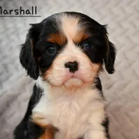 Jared, a female Cavalier King Charles Spaniel for sale in Paulden, AZ – Photo 6 of 10