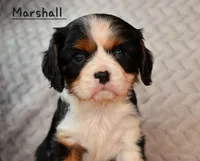Shownee's litter, expected, a  Cavalier King Charles Spaniel for sale in Paulden, AZ – Photo 6 of 10