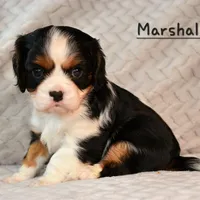 Jared, a female Cavalier King Charles Spaniel for sale in Paulden, AZ – Photo 5 of 10