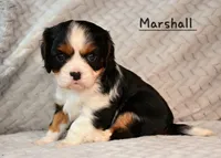 Shownee's litter, expected, a  Cavalier King Charles Spaniel for sale in Paulden, AZ – Photo 5 of 10