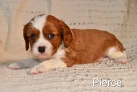 Pierce, a male Cavalier King Charles Spaniel for sale in Paulden, AZ – Photo 7 of 9