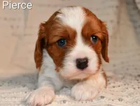 Pierce, a male Cavalier King Charles Spaniel for sale in Paulden, AZ – Photo 6 of 9