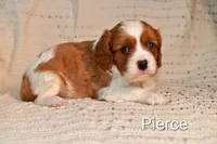 Pierce, a male Cavalier King Charles Spaniel for sale in Paulden, AZ – Photo 9 of 9