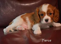 Pierce, a male Cavalier King Charles Spaniel for sale in Paulden, AZ – Photo 4 of 9