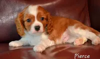 Pierce, a male Cavalier King Charles Spaniel for sale in Paulden, AZ – Photo 3 of 9