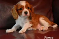 Pierce, a male Cavalier King Charles Spaniel for sale in Paulden, AZ – Photo 2 of 9