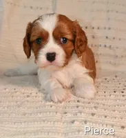 Pierce, a male Cavalier King Charles Spaniel for sale in Paulden, AZ – Photo 8 of 9