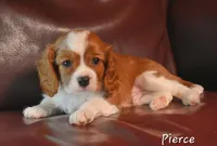 Pierce, a male Cavalier King Charles Spaniel for sale in Paulden, AZ – Photo 5 of 9