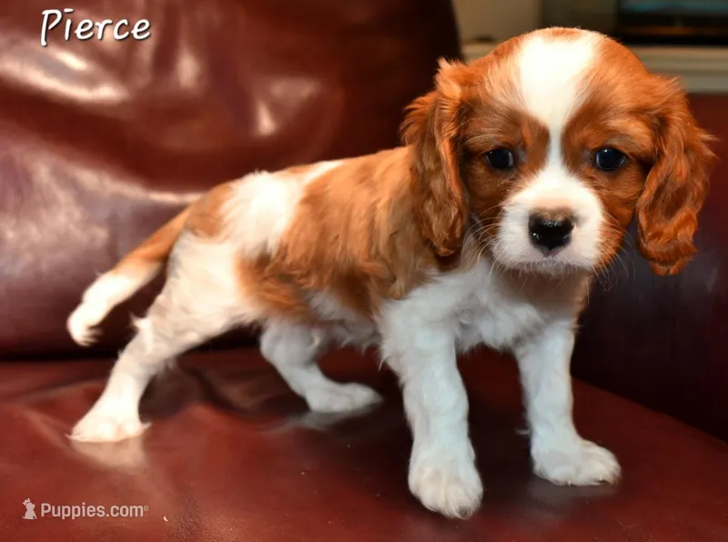 Pierce, a male Cavalier King Charles Spaniel for sale in Paulden, AZ – Photo 1 of 9