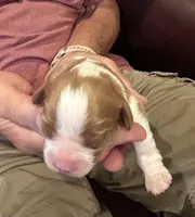 Cade, a male Cavalier King Charles Spaniel for sale in Paulden, AZ – Photo 1 of 3