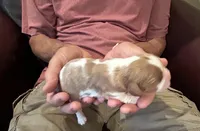 Cade, a male Cavalier King Charles Spaniel for sale in Paulden, AZ – Photo 2 of 3