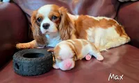 Max, a male Cavalier King Charles Spaniel for sale in Paulden, AZ – 5 of 6