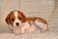 Pearl, a female Cavalier King Charles Spaniel for sale in Paulden, AZ – Photo 2 of 2