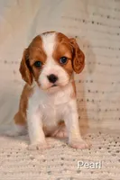 Pearl, a female Cavalier King Charles Spaniel for sale in Paulden, AZ – Photo 1 of 2